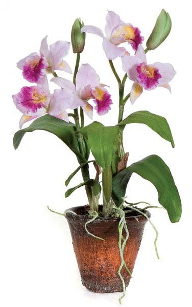 Orchid - Dendrobium in ceramic