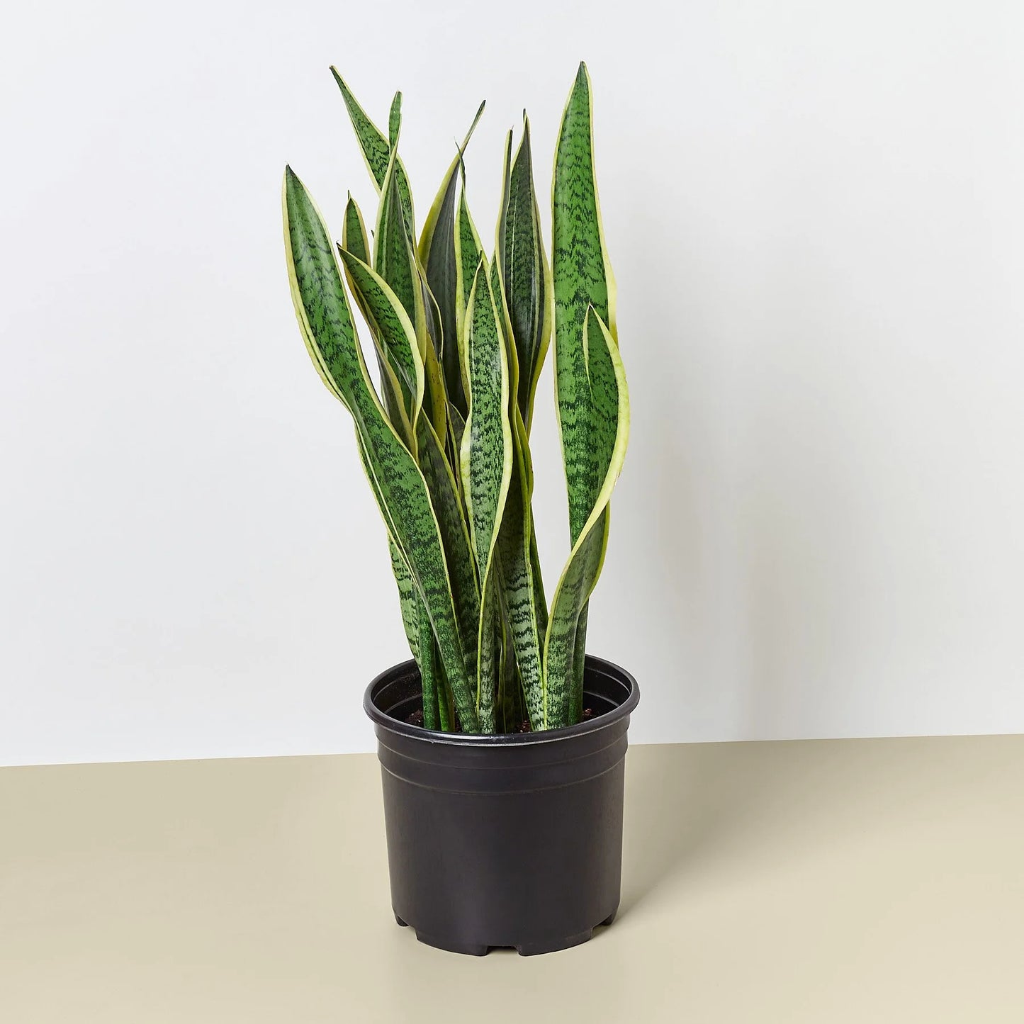 Snake Plant Laurentii