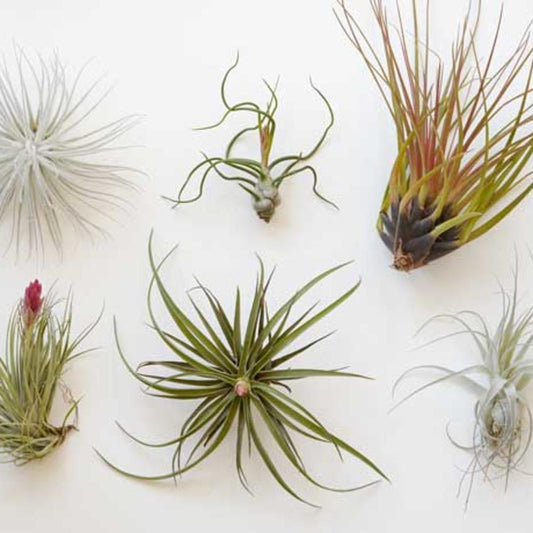 Air Plant