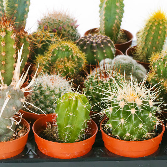 Assorted Cactus