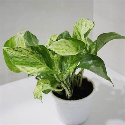 Pothos - Marble
