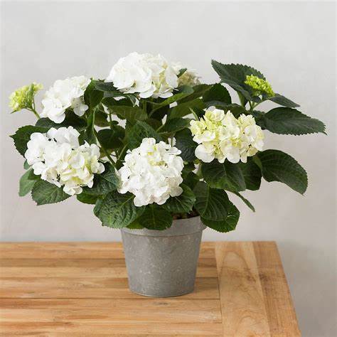 Potted Hydrangea
