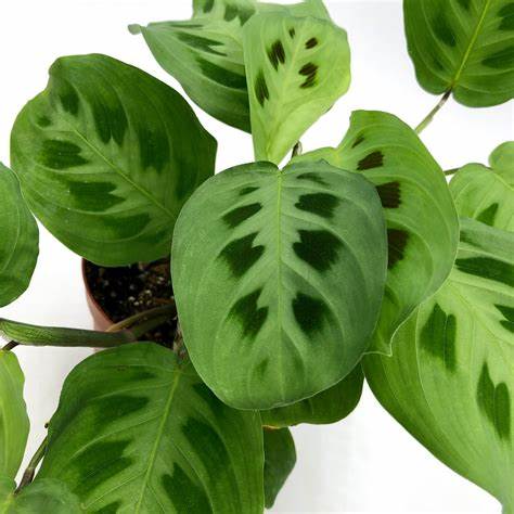 Prayer Plant