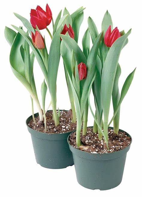 Tulips