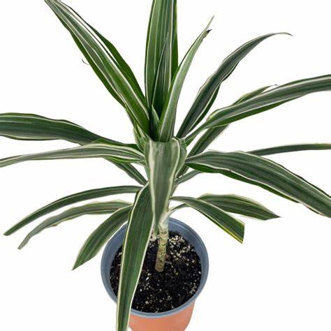 Dracaena Warneckii