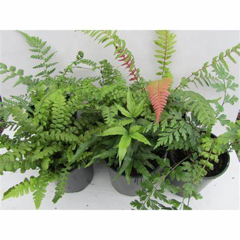 Ferns - Assorted 3.5"