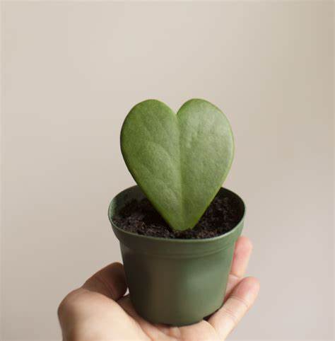 Hoya Heart