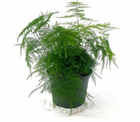 Plumosa Fern