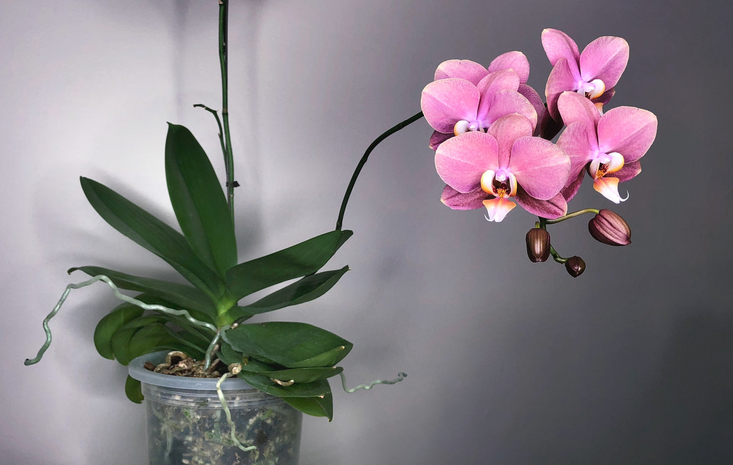 Orchid - Phalaenopsis