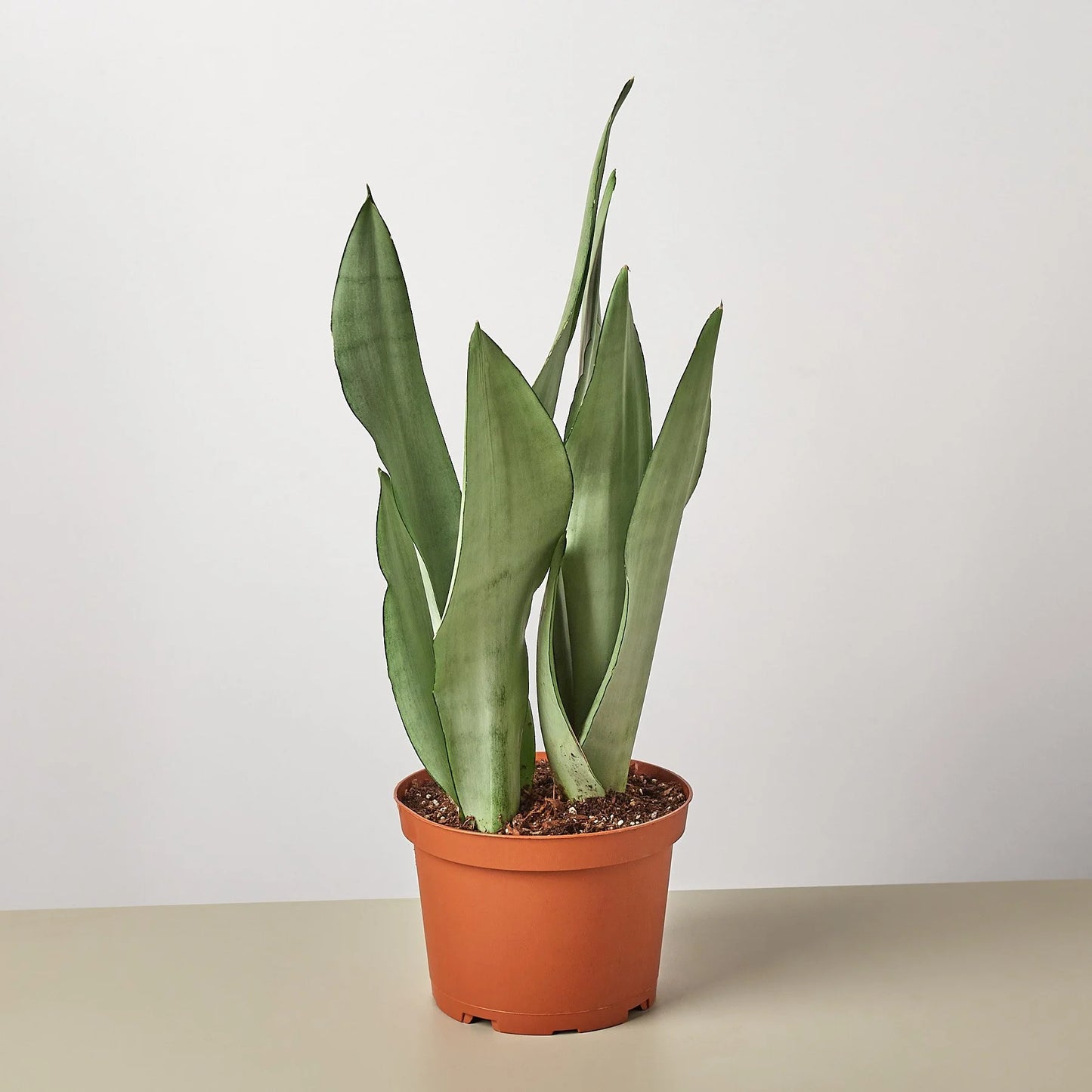 Snake Plant - Moonshine