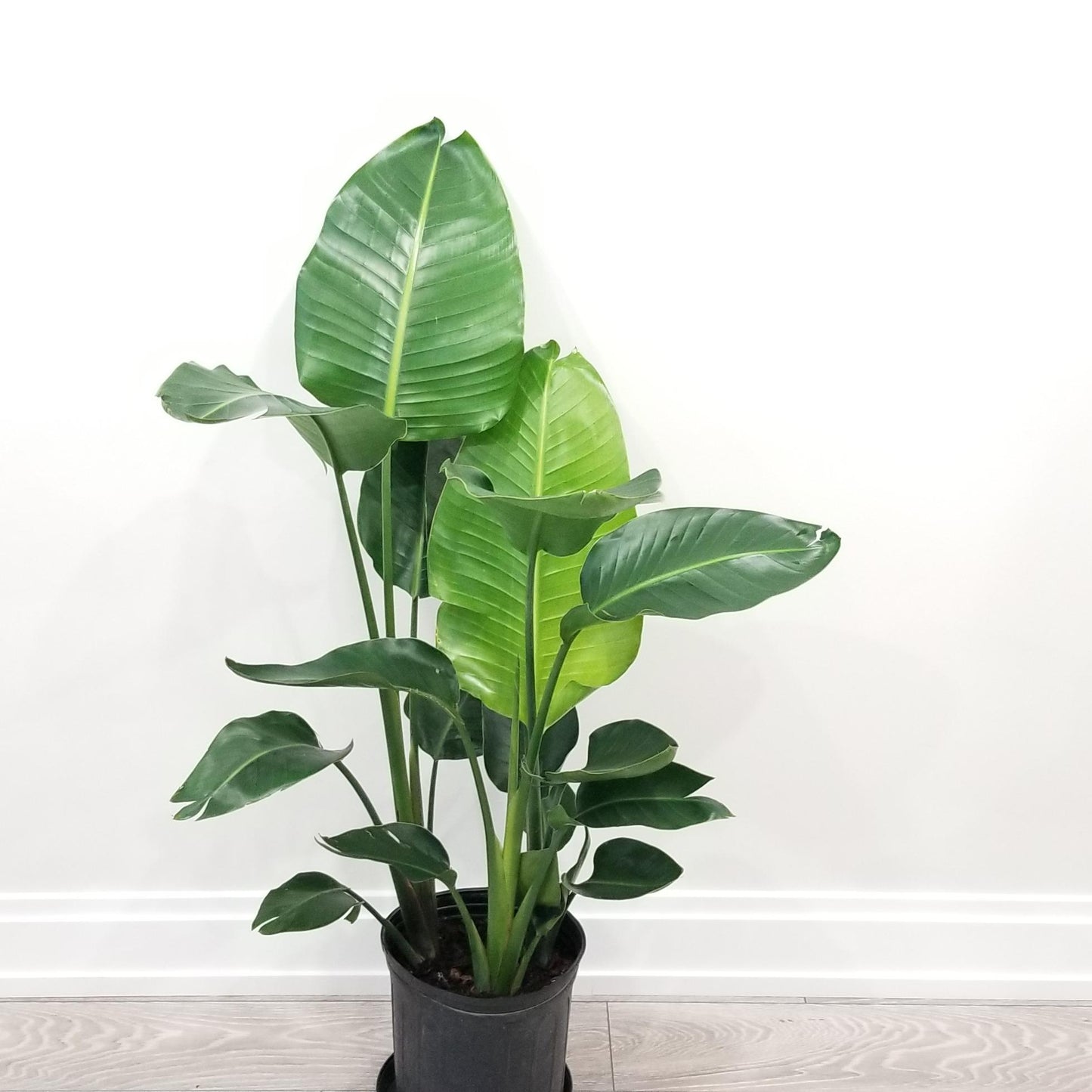 Bird of Paradise - White