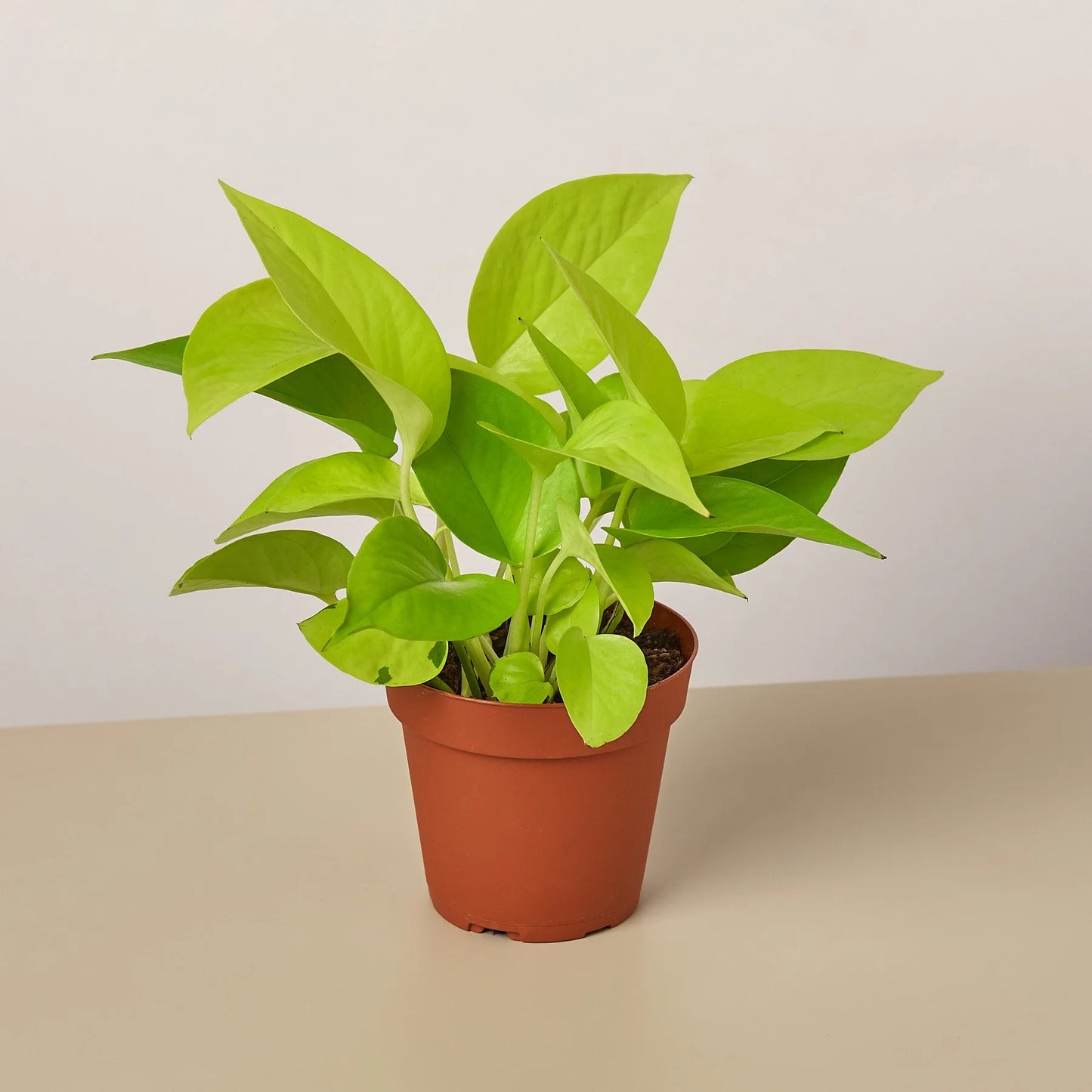 Pothos - Neon