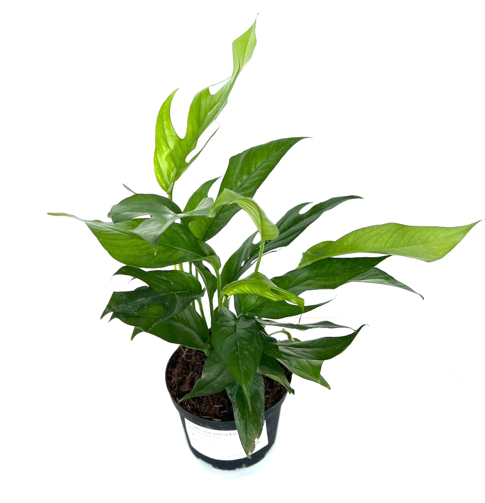 Pothos - Baltic Blue