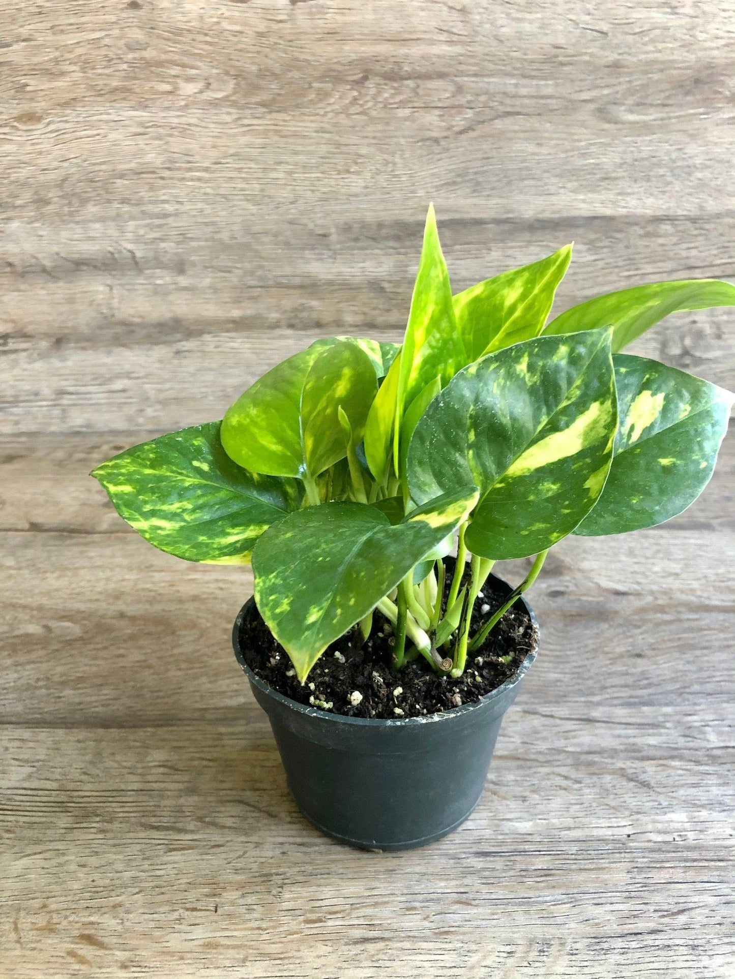 Pothos - Golden