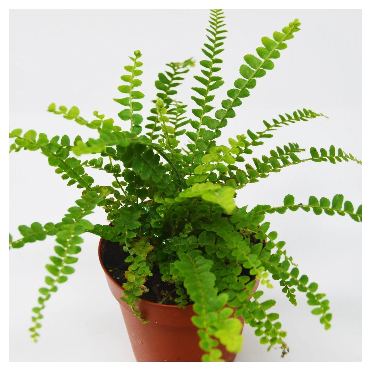 Lemon Button Fern