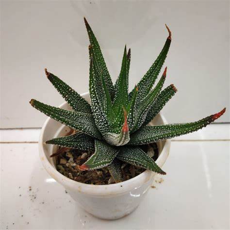 Haworthia