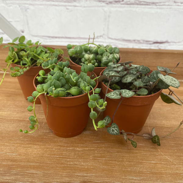 String Assortment
