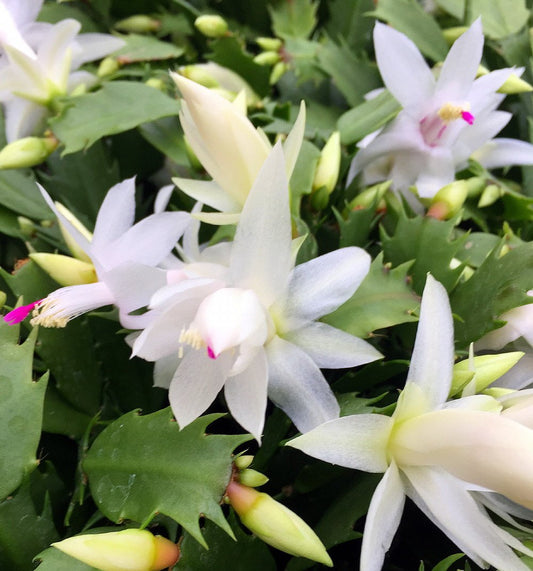 Christmas Cactus