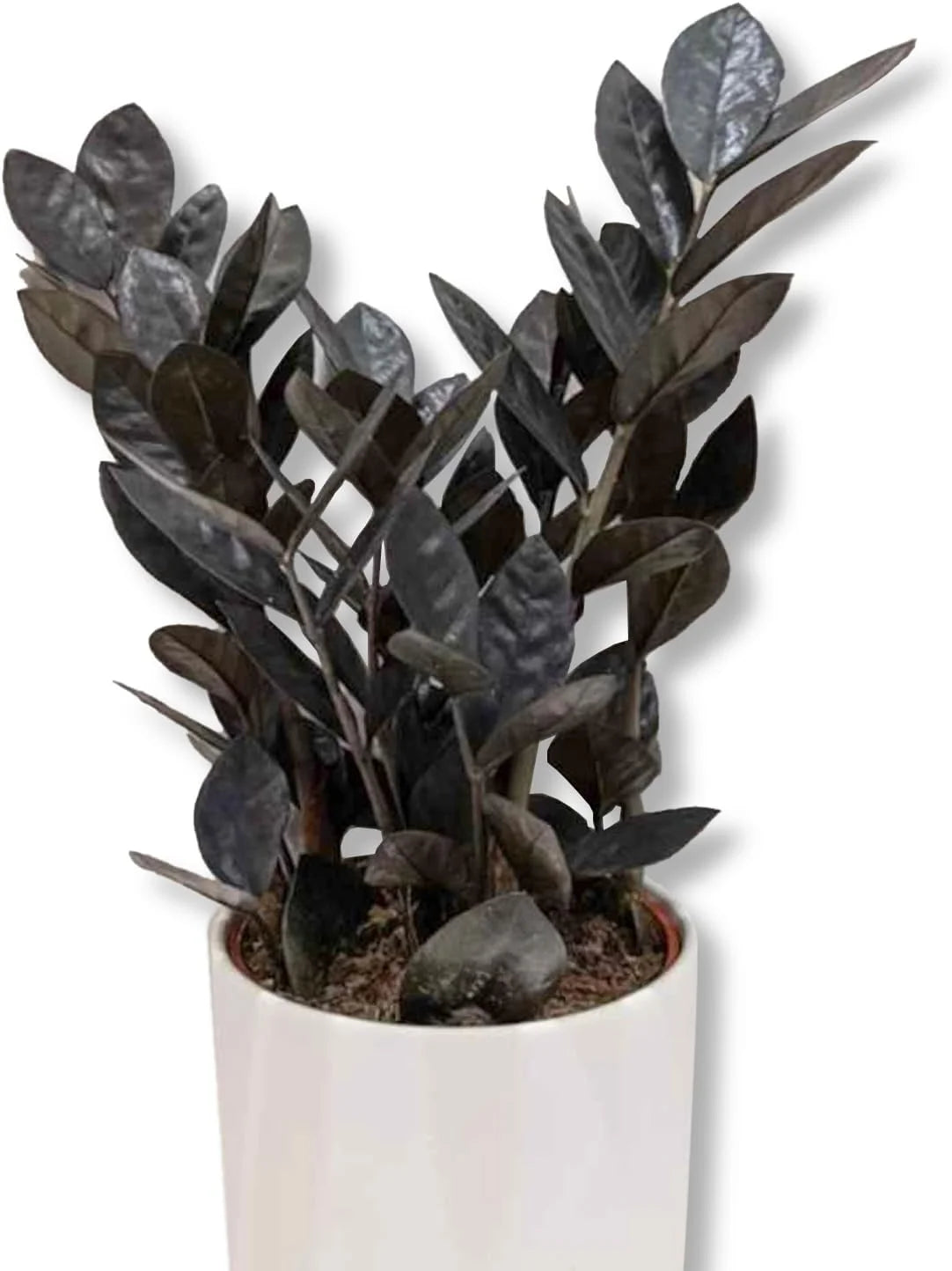 ZZ Plant - Black Raven