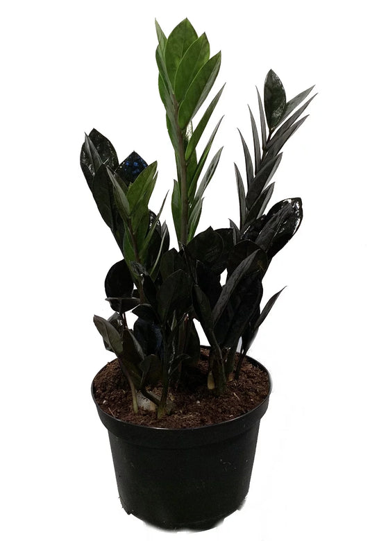 ZZ Plant, Black Oscuro