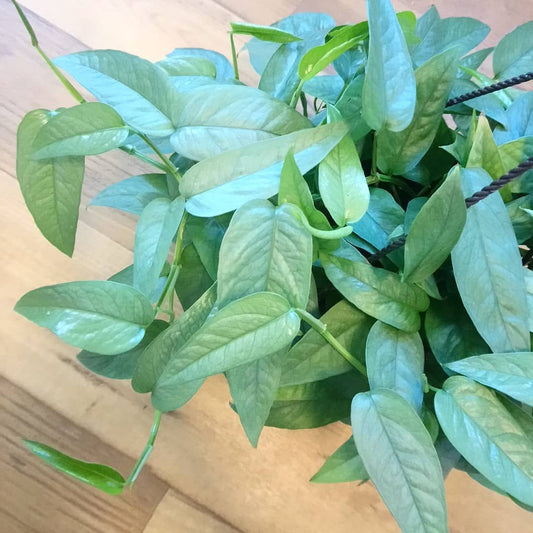 Pothos - Cebu Blue