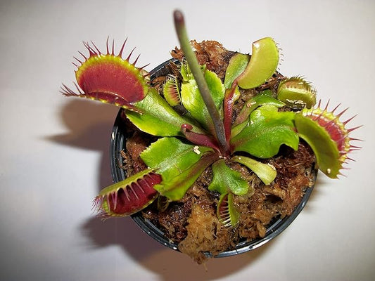 Venus Fly Trap