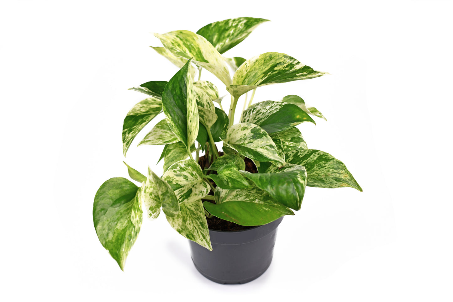 Pothos - Marble Queen