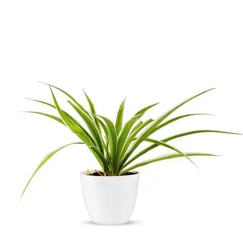 Spider Plant