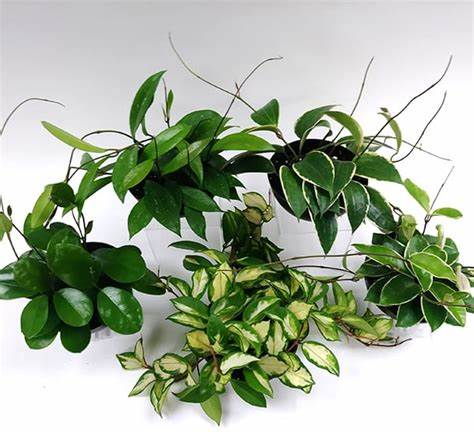 Assorted Hoya 2.5"