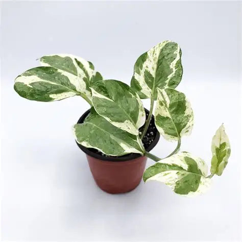 Pothos - Pearls n Jade