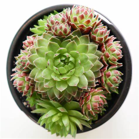 Sempervivum- Hens & Chicks