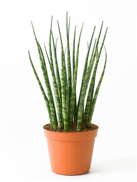 Snake Plant - Mikado Fernwood