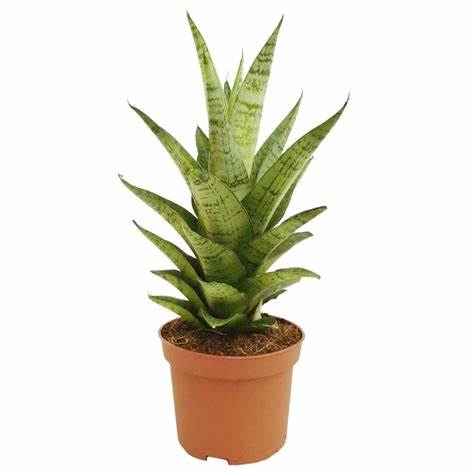 Snake Plant - Tough Lady