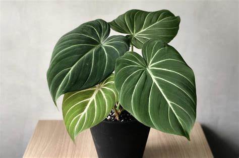 Philodendron Gloriosum
