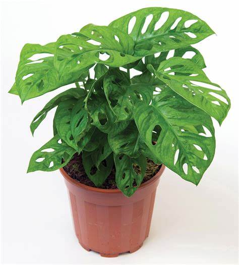 Monstera Adansonii