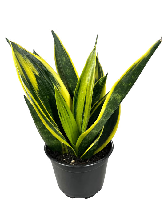 Snake Plant - Golden Flame