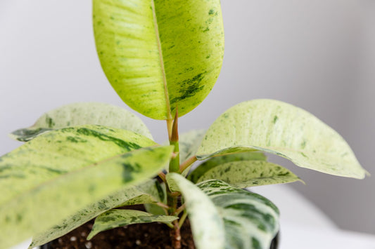 Rubber Plant - Shivereana Moonshine