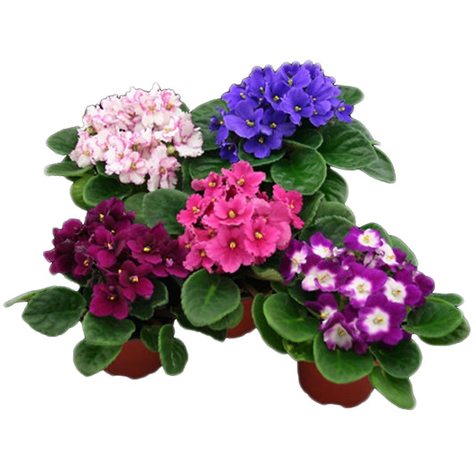 African Violet