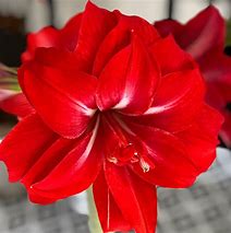 Amaryllis Bulb