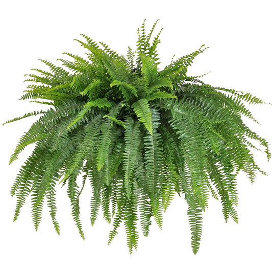 Boston Fern