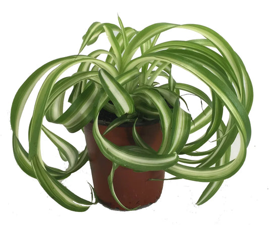 Spider Plant Curly Bonnie