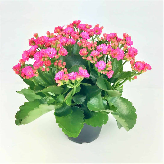 Kalanchoe