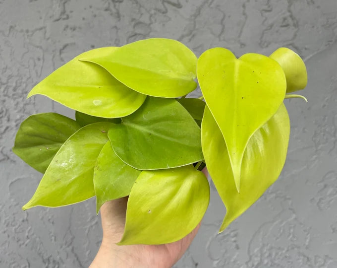 Philodendron Lemon Cordatum