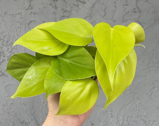 Philodendron Lemon Cordatum