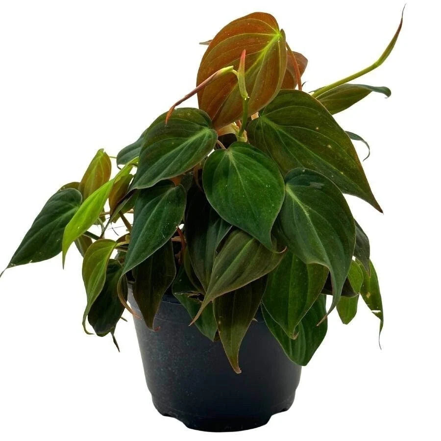 Philodendron Micans