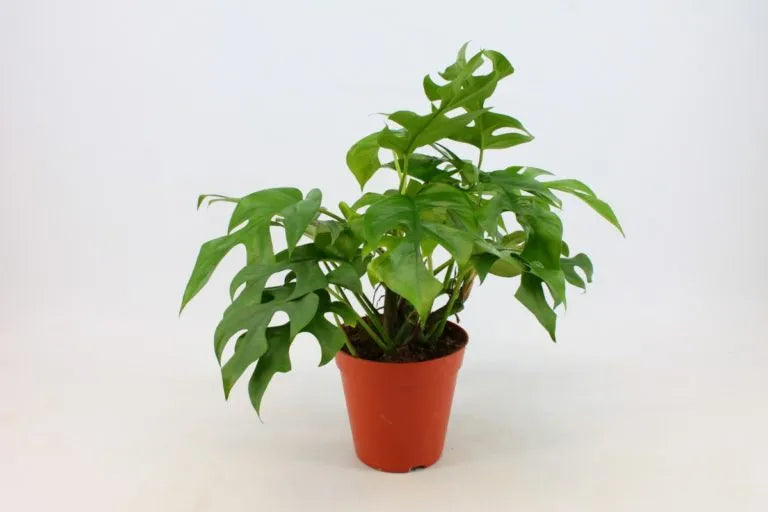 Philodendron Minima