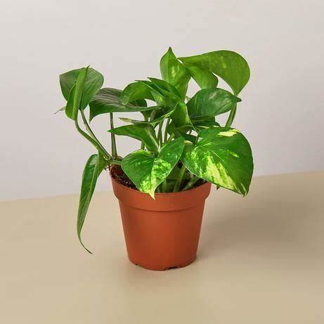 Pothos - Hawaiian