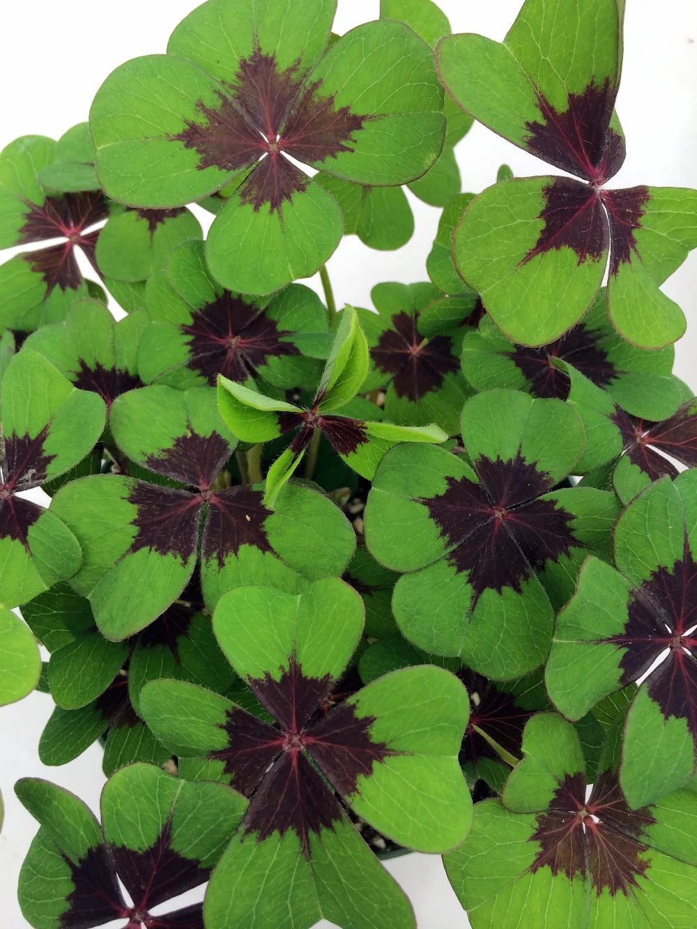 Shamrock Oxalis - Iron Cross