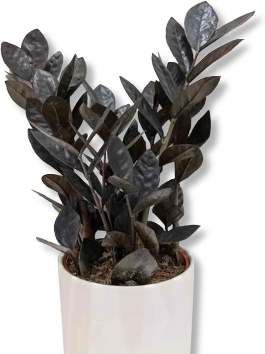 ZZ Plant - Black Raven